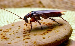  Как бороться с тараканами в многоквартирном доме: советы и рекомендации