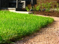 Как осуществляется посадка газонной травы: правила работы 