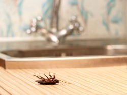 Какие средства использовать для борьбы с тараканами в доме: полезные советы 