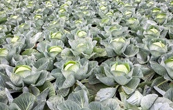 Выращивание капусты сорта Агрессор: полезные рекомендации садоводам