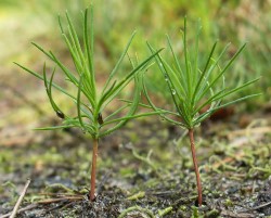 Как вырастить сеянцы сосны: полезные рекомендации и основные секреты