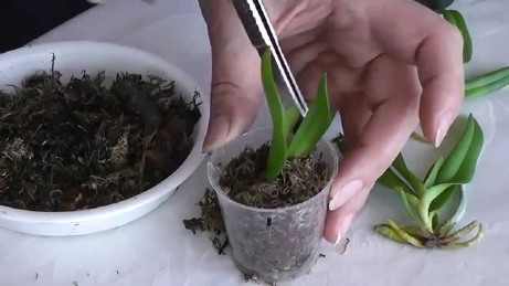Посадить орхидею дома: выбор, этапы и особенности