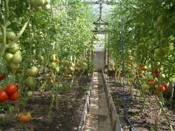 Что такое индетерминантные томаты и как их формировать в теплице