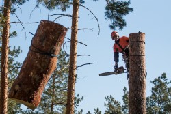 Как осуществляется удаление опасных деревьев альпинистами-арбористами: основные правила