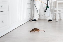 Как избавиться от крыс и что для этого необходимо полезные советы 
