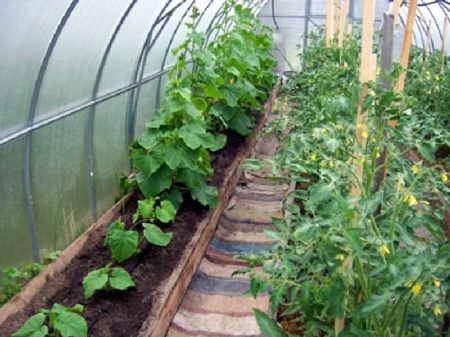 Как осадить овощи в теплице из поликарбоната: преимущества, этапы и особенности