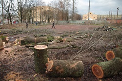 Как получить разрешение на вырубку деревьев перед строительством